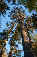 Fototapeta premium The Great Smoky Mountains National Park