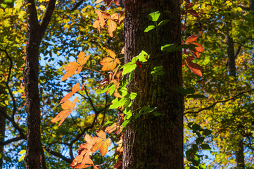 The Great Smoky Mountains National Park