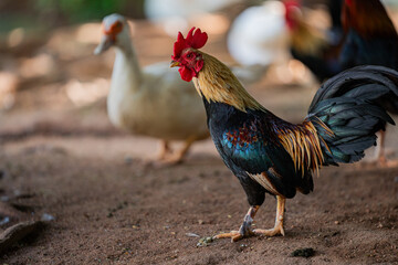 rooster in the farm