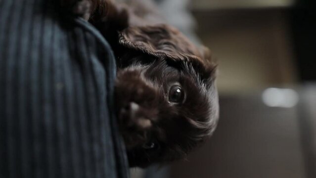 Young English Cocker Spaniel puppy, close-up portrait. Small dark brown English Cocker Spaniel puppy on the sofa. A young playful English Cocker Spaniel puppy looks at the camera. Happy puppy.