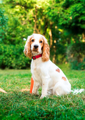 English cocker spaniel dogs walking in the park. The dog sits on the green grass and looks straight ahead. Portrait. Puppies are 10 months old. The photo is blurred.