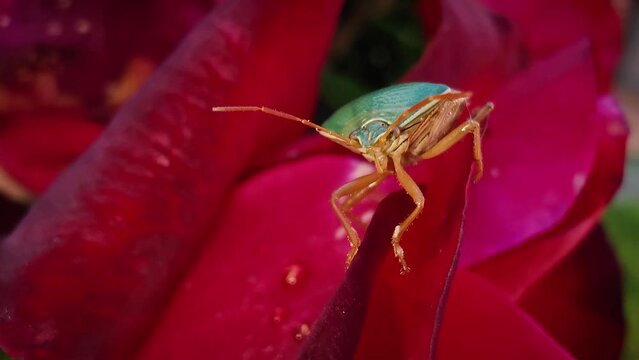 A bug laying quietly on a rose petal.