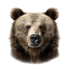 Obraz premium Close-up portrait of a brown bear head on transparent background cutout, PNG file.