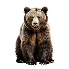 Portrait of a brown bear isolated on white background cutout, PNG file.