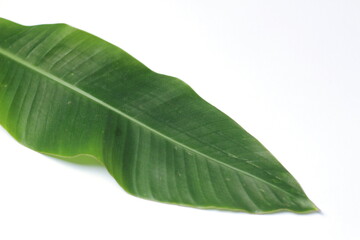 Obraz premium Green leaf on white background with copy space for text or image, leaf bird of paradise, isolate