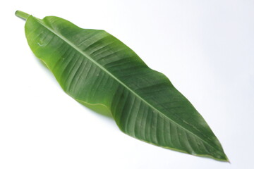 Obraz premium Green leaf on white background with copy space for text or image, leaf bird of paradise, isolate