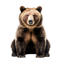 Portrait of a brown bear isolated on white background cutout, PNG file.