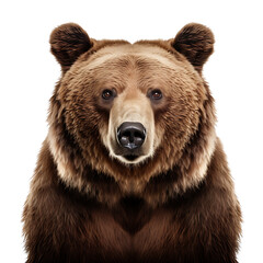 Close-up portrait of a brown bear on transparent background cutout, PNG file.