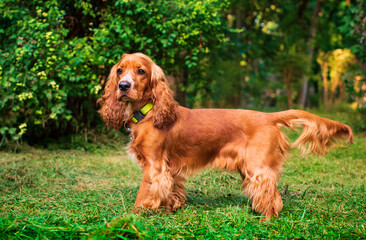 English cocker spaniel dogs walking in the park. The dog stands sideways on the green grass and...