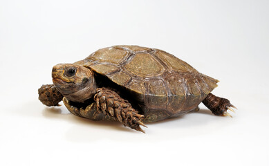 Asian forest tortoise // Braune Waldschildkröte, Braune Landschildkröte (Manouria emys) 