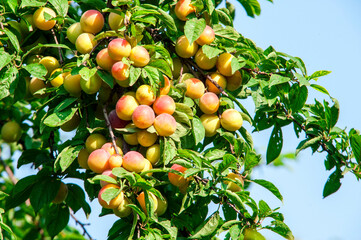 Ripe begonias in an orchard