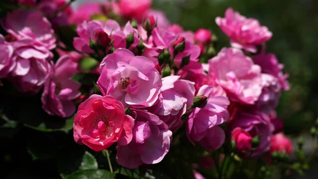 pink roses on a sunny day in the garden sway in the wind. Nature, summer, parks travel concept.