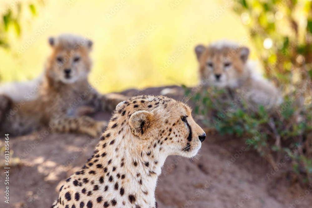 Sticker Cheetah with her cubs in the shade