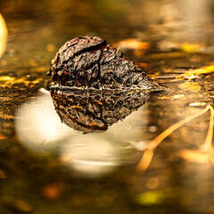 A pine cone dreams, gently resting on the surface of the water. Relaxing by a small pond in the woods.