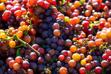 Freshly harvested wine grape placed in box near vineyard, South Moravia region, Czech Republic