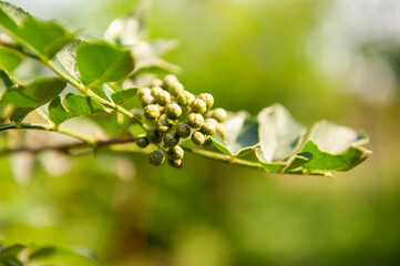 Peppercorns for gourmet cooking