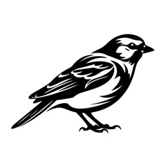 Common Chaffinch Bird