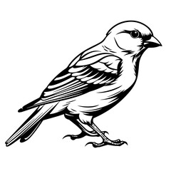Common Chaffinch Bird