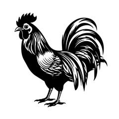 Fototapeta na wymiar Cornish Chicken Rooster
