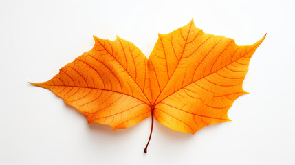 Naklejka na ściany i meble Autumn Leaf
