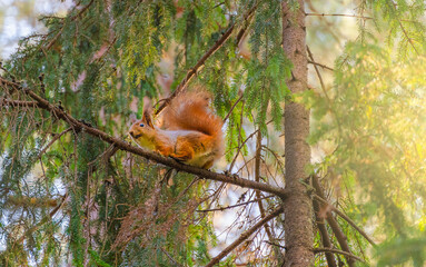 A forest squirrel in a branch of a fir tree. Wild animals