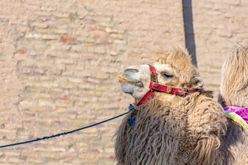 Bactrian camel, also known as the Mongolian camel on the streets of Khiva, Uzbekistan