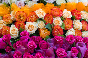 roses background - colorful roses