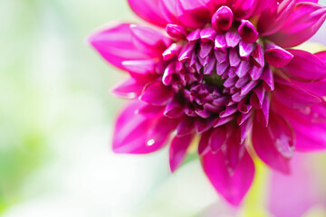 close up of pink dahlia