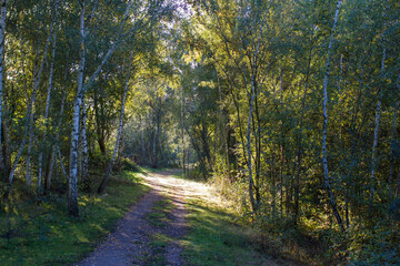 Fototapeta premium Landscape in National Park Maasduinen in the Netherlands