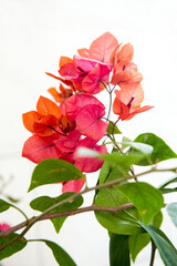 Bougainvillea flowers in full bloom