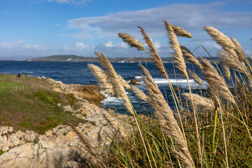 Pampas Grass Grace by the Ocean
