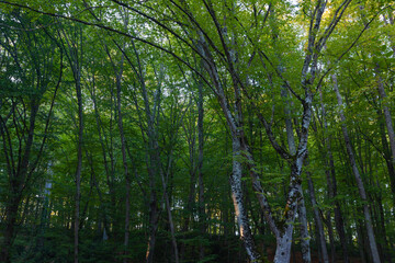Fototapeta na wymiar Forest background photo. Green lush trees view. Carbon neutrality concept