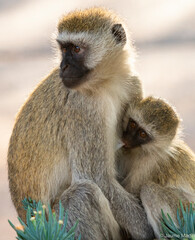 Fototapeta premium Vervet monkey mother and her baby
