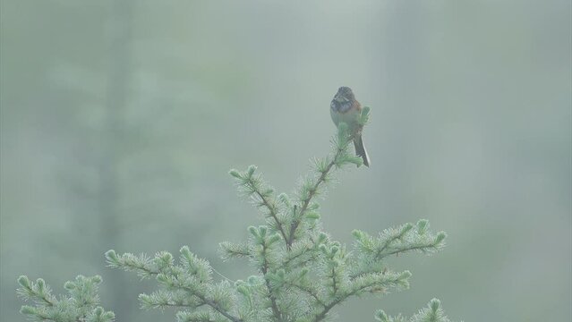 靄の中さえずるホオアカ (鳴き声あり)