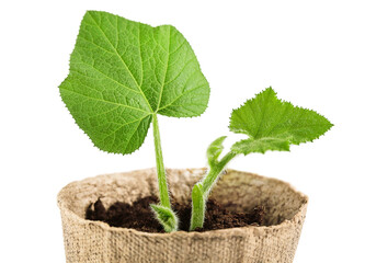 pumpkin seedling, cucumber in a biodegradable pot isolated on a white background