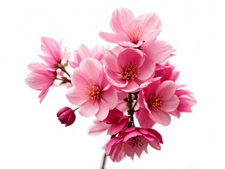 Fototapeta na wymiar Bright pink cherry tree flowers on white isolated background