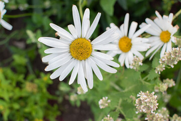 Obraz premium Chamomile flowers in a flower bed with plant disease. High quality photo