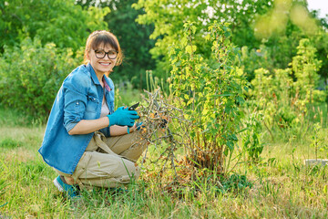 Woman with dry branches of blackcurrant bushes, pruning shears in garden