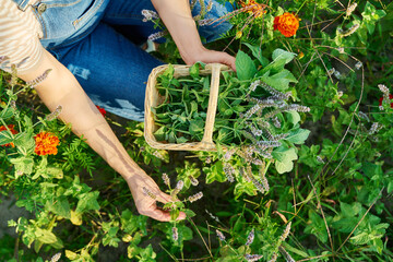 Branches of flowering mint in basket in hands of woman, harvest of herbs