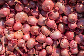Textured red onion background. Harvesting. High quality photo