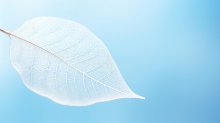 Fototapeta na wymiar Beautiful white skeletonized leaf