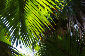 Obraz premium Natural tropic background photo with green palm trees leaves in a sunshine