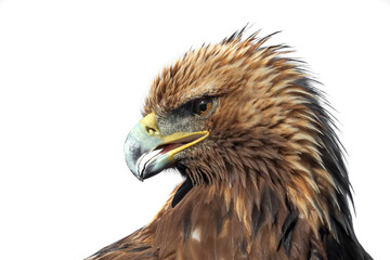 A close up head portrait of a golden eagle isolated on a white background - 681401281