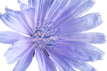 Chicory plant in blossom. Beautiful blue flowers close up on the white background.