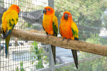 Obraz premium Two macaws perched on a branch in a natural pose.