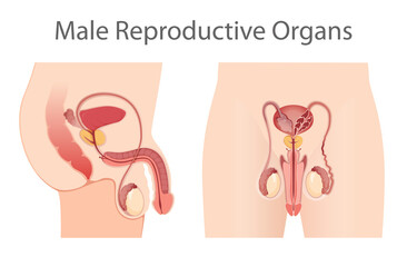 Illustration of Male Reproductive System - obrazy, fototapety, plakaty