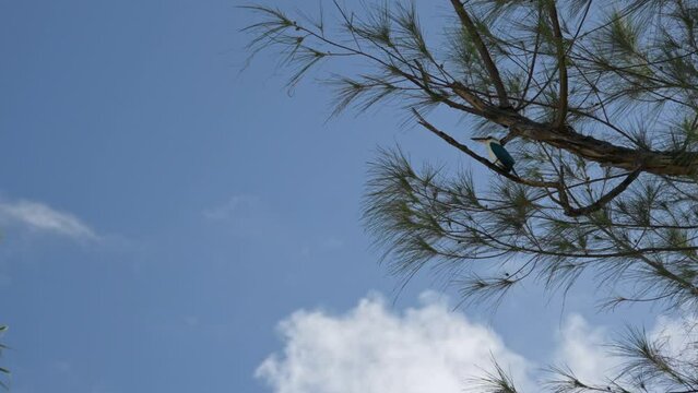 Static shot of a Mariana kingfisher perching on a tree branch at Tinian, Northern Mariana Islands
