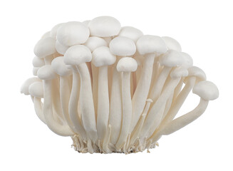 White beech mushrooms, Shimeji mushrooms isolated on white background