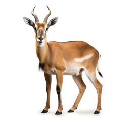 antelope isolated on white background - obrazy, fototapety, plakaty