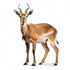 Keuken foto achterwand Antilope antelope isolated on white background